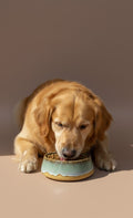 Handcrafted Ceramic Dog & Cat Bowl (Large Size) -Premium Glazed Pet Feeding Bowl With Natural Finish