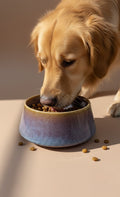 Premium Ceramic Dog & Cat Feeding Bowl (Medium Size)| Non- Slip Pet Food Bowl For Dogs And Cats